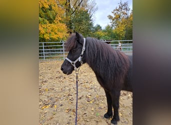 Shetland Ponys, Wallach, 7 Jahre, 106 cm, Rappe
