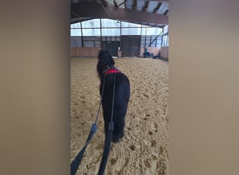 Shetland Ponys, Wallach, 7 Jahre, 106 cm, Rappe