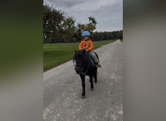 Shetland Ponys, Wallach, 7 Jahre, 107 cm, Rappe