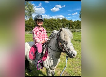 Shetland Ponys, Wallach, 7 Jahre, 110 cm, Tigerschecke