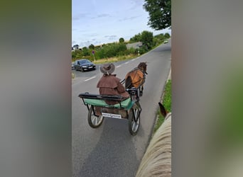 Shetland Ponys, Wallach, 7 Jahre, 113 cm, Brauner