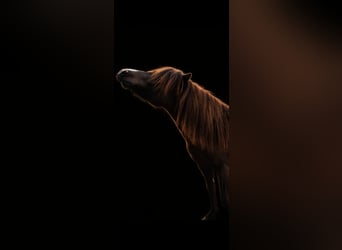 Shetland Ponys, Wallach, 7 Jahre, 119 cm