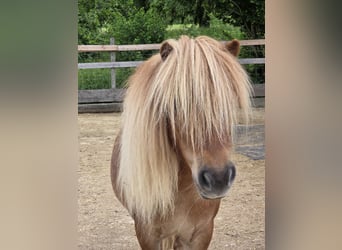 Shetland Ponys, Wallach, 7 Jahre, 83 cm, Fuchs