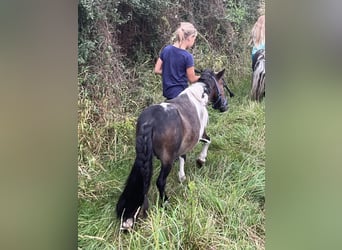 Shetland Ponys, Wallach, 7 Jahre, 85 cm, Schecke