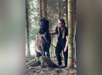 Shetland Ponys, Wallach, 7 Jahre, 90 cm, Dunkelbrauner