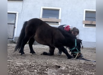Shetland Ponys, Wallach, 7 Jahre, 90 cm, Dunkelbrauner