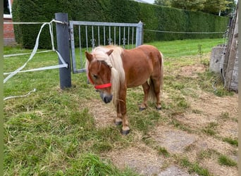 Shetland Ponys, Wallach, 7 Jahre, 90 cm, Fuchs