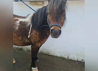 Shetland Ponys, Wallach, 7 Jahre, 90 cm, Schecke