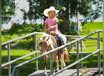 Shetland Ponys, Wallach, 7 Jahre, 91 cm