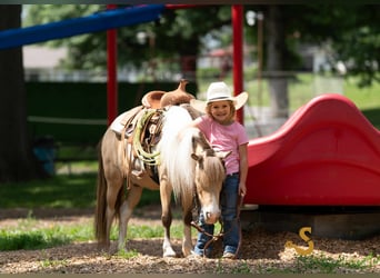 Shetland Ponys, Wallach, 7 Jahre, 91 cm