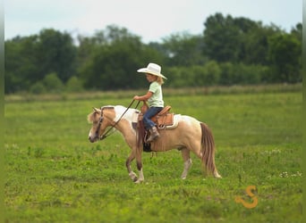 Shetland Ponys, Wallach, 7 Jahre, 91 cm
