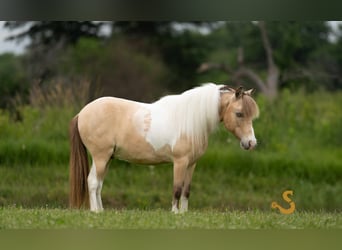 Shetland Ponys, Wallach, 7 Jahre, 91 cm