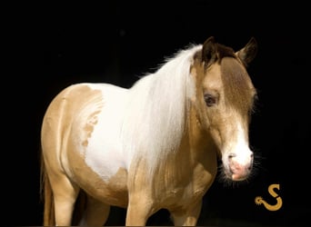 Shetland Ponys, Wallach, 7 Jahre, 91 cm