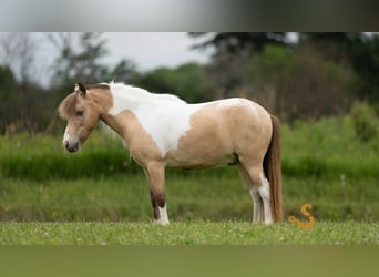 Shetland Ponys, Wallach, 7 Jahre, 91 cm
