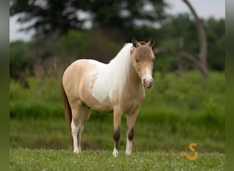 Shetland Ponys, Wallach, 7 Jahre, 91 cm