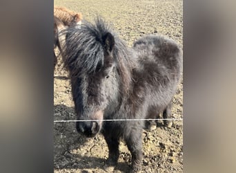 Shetland Ponys, Wallach, 7 Jahre, Rappe
