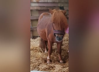 Shetland Ponys, Wallach, 8 Jahre, 100 cm, Fuchs