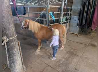 Shetland Ponys, Wallach, 8 Jahre, 100 cm, Fuchs