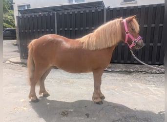 Shetland Ponys, Wallach, 8 Jahre, 100 cm, Fuchs