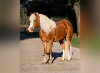 Shetland Ponys Mix, Wallach, 8 Jahre, 102 cm, Roan-Red