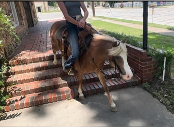 Shetland Ponys Mix, Wallach, 8 Jahre, 102 cm, Roan-Red