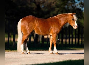 Shetland Ponys Mix, Wallach, 8 Jahre, 102 cm, Roan-Red