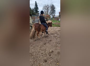 Shetland Ponys, Wallach, 8 Jahre, 107 cm, Fuchs
