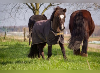 Shetland Ponys Mix, Wallach, 8 Jahre, 110 cm, Rappe