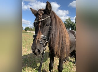 Shetland Ponys, Wallach, 8 Jahre, 115 cm, Rappe