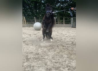 Shetland Ponys, Wallach, 8 Jahre, 80 cm, Dunkelbrauner
