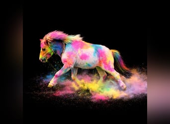 Shetland Ponys, Wallach, 8 Jahre, 85 cm, Schecke