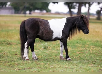 Shetland Ponys, Wallach, 8 Jahre, 89 cm, Schecke