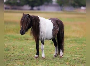 Shetland Ponys, Wallach, 8 Jahre, 89 cm, Schecke