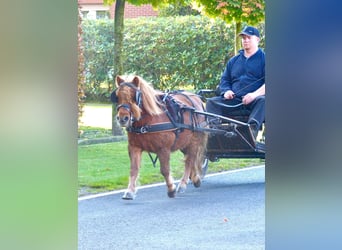 Shetland Ponys, Wallach, 8 Jahre, 94 cm, Fuchs