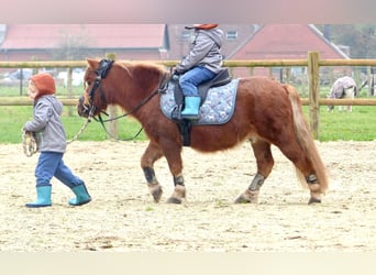 Shetland Ponys, Wallach, 8 Jahre, 94 cm, Fuchs