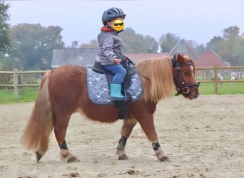 Shetland Ponys, Wallach, 8 Jahre, 94 cm, Fuchs