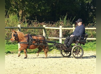 Shetland Ponys, Wallach, 8 Jahre, 94 cm, Fuchs