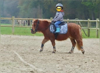 Shetland Ponys, Wallach, 8 Jahre, 94 cm, Fuchs