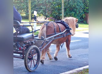 Shetland Ponys, Wallach, 8 Jahre, 94 cm, Fuchs