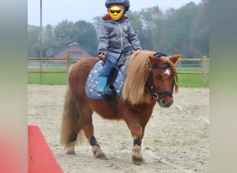 Shetland Ponys, Wallach, 8 Jahre, 94 cm, Fuchs