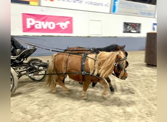 Shetland Ponys, Wallach, 8 Jahre, 94 cm, Fuchs