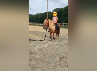 Shetland Ponys, Wallach, 9 Jahre, 100 cm, Fuchs
