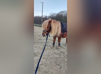 Shetland Ponys, Wallach, 9 Jahre, 100 cm, Fuchs