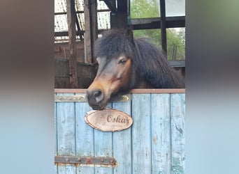 Shetland Ponys, Wallach, 9 Jahre, 104 cm, Dunkelbrauner