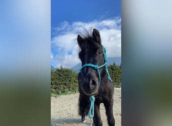 Shetland Ponys Mix, Wallach, 9 Jahre, 105 cm, Rappe