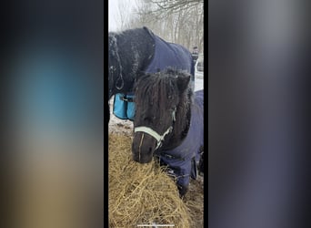 Shetland Ponys, Wallach, 9 Jahre, 105 cm, Rappe