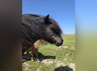Shetland Ponys, Wallach, 9 Jahre, 110 cm, Rappe