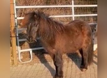 Shetland Ponys, Wallach, 9 Jahre, 110 cm, Rappe