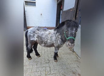 Shetland Ponys, Wallach, 9 Jahre, 85 cm, Rappschimmel