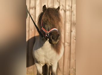 Shetland Ponys, Wallach, 9 Jahre, 85 cm, Roan-Blue